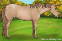 Horse Color:Black Pearl