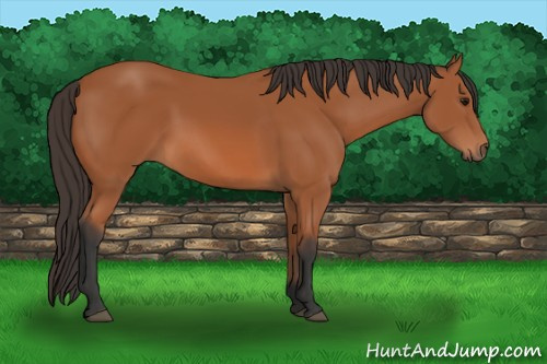Horse Color: Bay 
