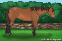 Horse Color:Bay 