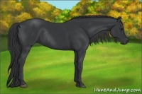 Horse Color:Black Rabicano 