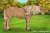Horse Color:Chestnut  Brindle
