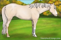 Horse Color:Silver Sable Cream Champagne Pearl 