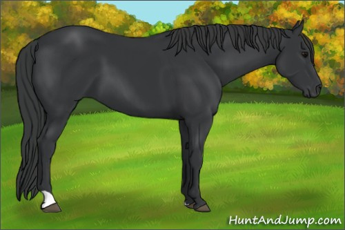 Horse Color: Unknown 