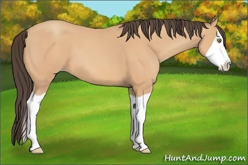Horse Color: Amber Champagne Splash 
