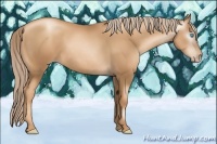 Horse Color:Gray Gold Cream Champagne Pearl 