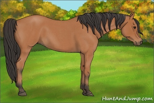 Horse Color: Bay Roan 