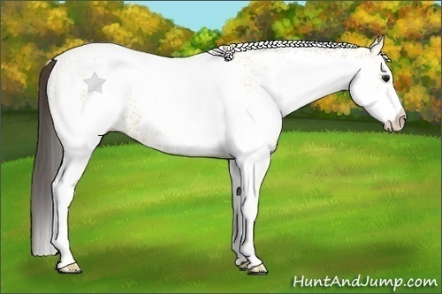 Horse Color:White Spotted Buckskin