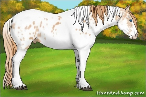 Horse Color: Chestnut Splash Tobiano Near Leopard 