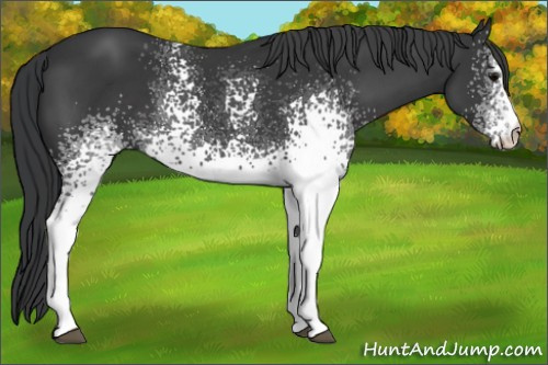 Horse Color: White Spotted Black 
