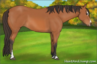 Horse Color:Bay Sabino 