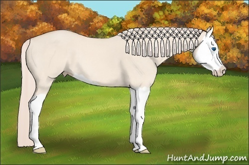 Horse Color:Cremello Dun Splash