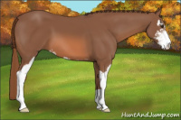 Horse Color:Chestnut Sabino