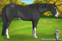 Horse Color:Black Sabino 