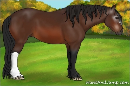 Horse Color:Gray Bay