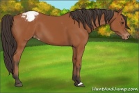 Horse Color:Bay Appaloosa 