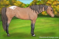 Horse Color:Bay Appaloosa