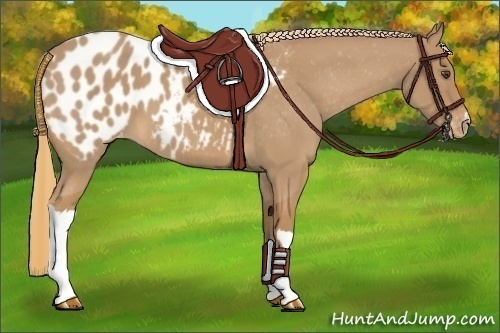Horse Color:Unknown 