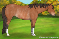 Horse Color:Bay Rabicano 