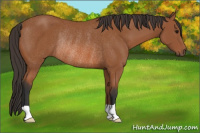 Horse Color:Bay Rabicano 