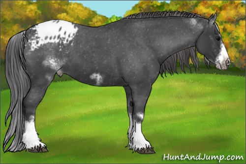 Horse Color: White Spotted Blue Roan Splash Frame Blanket 