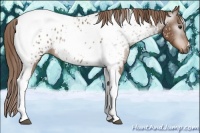 Horse Color:Gray Chestnut Tobiano Near Leopard 