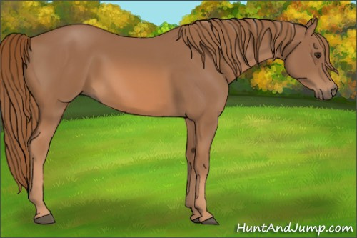 Horse Color: Chestnut 