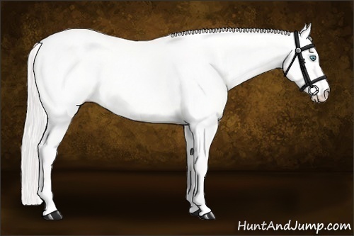 Horse Color:Cremello Dun 