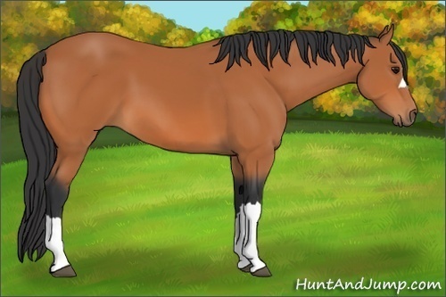Horse Color: Bay 