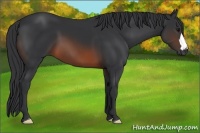 Horse Color:Brown 