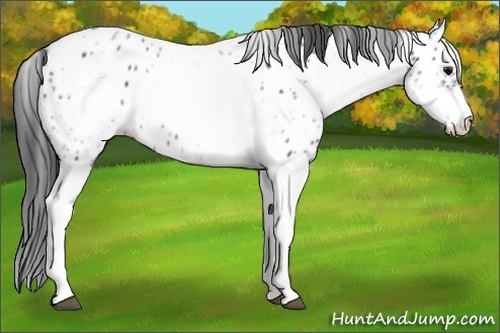 Horse Color:White Spotted Blue Roan Splash Frame Appaloosa 