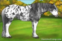 Horse Color:White Spotted Blue Roan Splash Frame Appaloosa