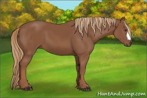 Horse Color: Chestnut 