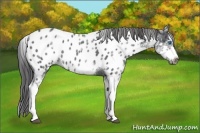 Horse Color:White Spotted Blue Roan Splash Frame Appaloosa