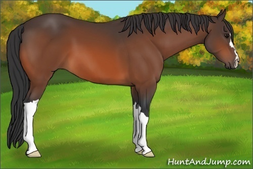 Horse Color: Unknown 