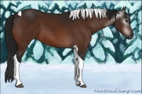 Horse Color:Gray Bay Tobiano 