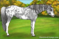 Horse Color:White Spotted Blue Roan Splash Frame Appaloosa