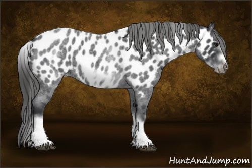 Horse Color:White Spotted Blue Roan Splash Frame Near Leopard