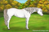 Horse Color:White Spotted Chestnut