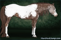 Horse Color:Liver Chestnut Sabino Snowcap Rabicano 