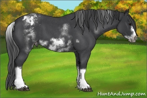 Horse Color:White Spotted Blue Roan Splash Frame Appaloosa