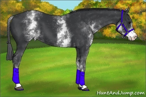 Horse Color:White Spotted Black 