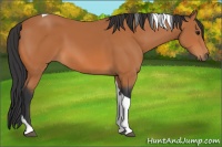 Horse Color:Bay Tobiano 
