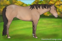 Horse Color:Amber Champagne 