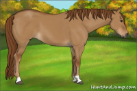 Horse Color:Gray Red Dun 
