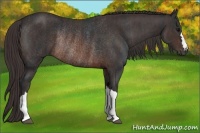 Horse Color:Brown Rabicano  Brindle