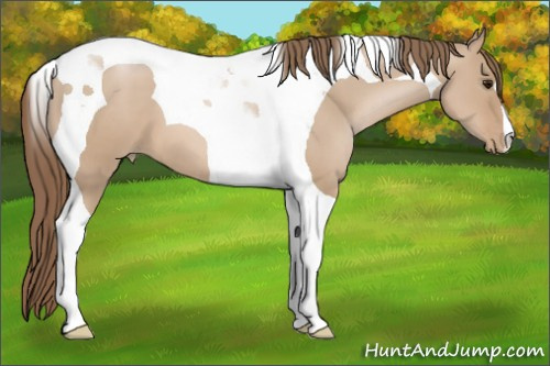 Horse Color: Grullo Pearl Tobiano 