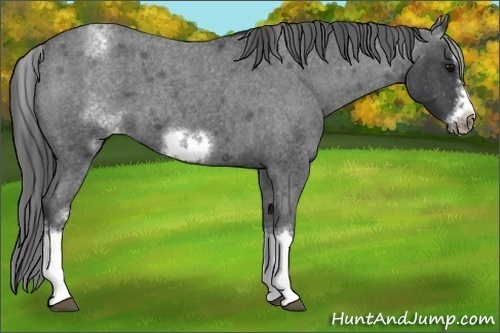 Horse Color:Unknown