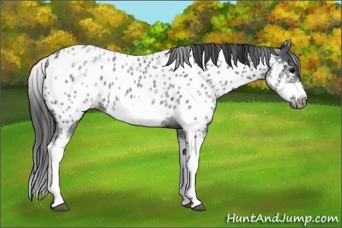 Horse Color:White Spotted Blue Roan Splash Frame Appaloosa 