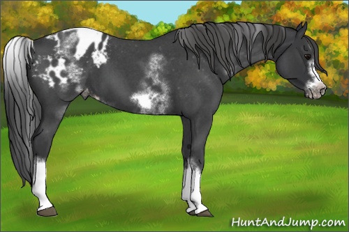 Horse Color: White Spotted Blue Roan Splash Frame Blanket 