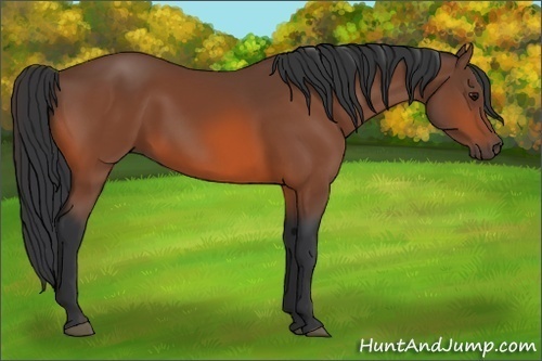 Horse Color: Bay 